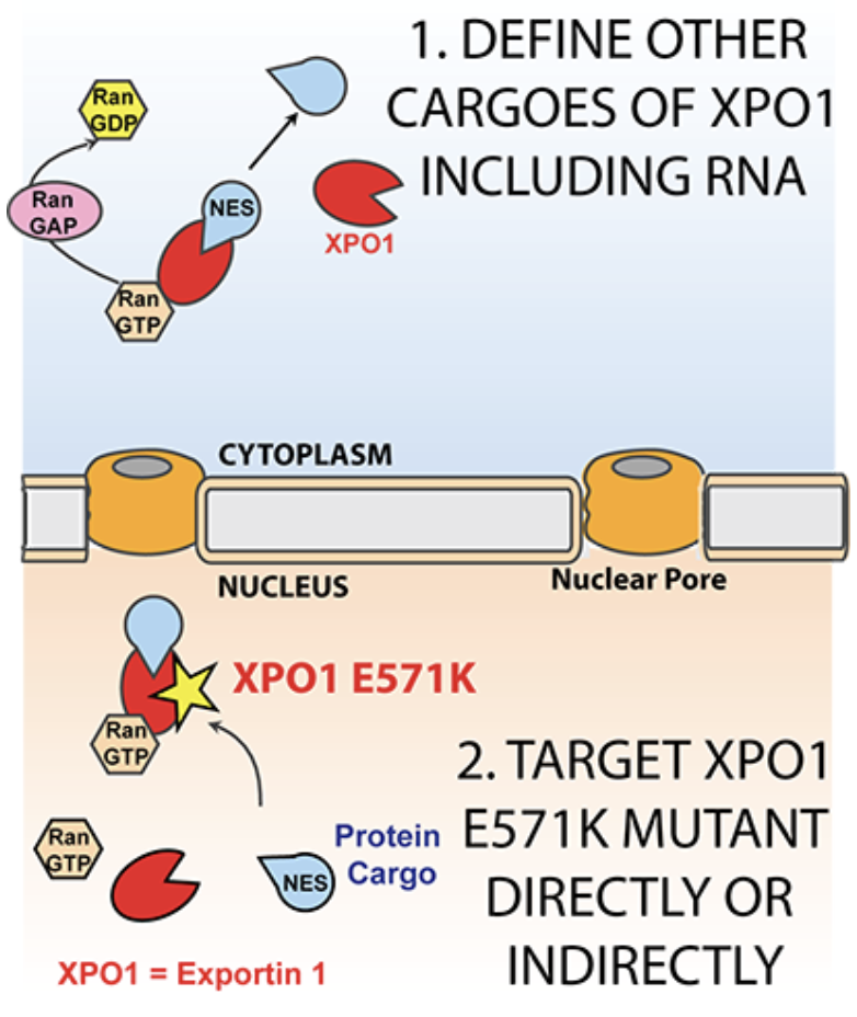 The Nuclear Exporter XPO1 — Taylor Lab